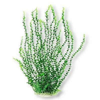 Aquatop Bacopa Green - 26"