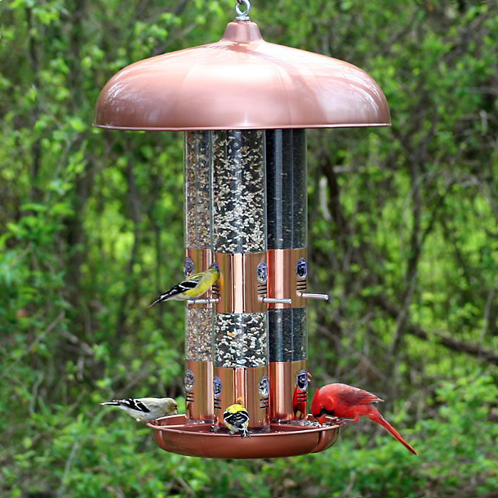 Pet top bird feeder