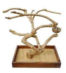 Prevue Hendryx coffeawood small tree mini bird
