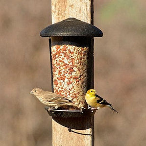 Perky Pet wall and post feeder bird